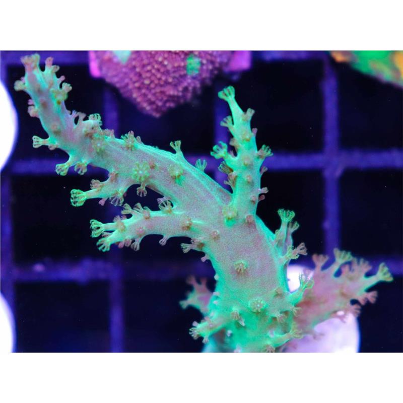 Coral Sinularia super green- Frag M - imagine 3